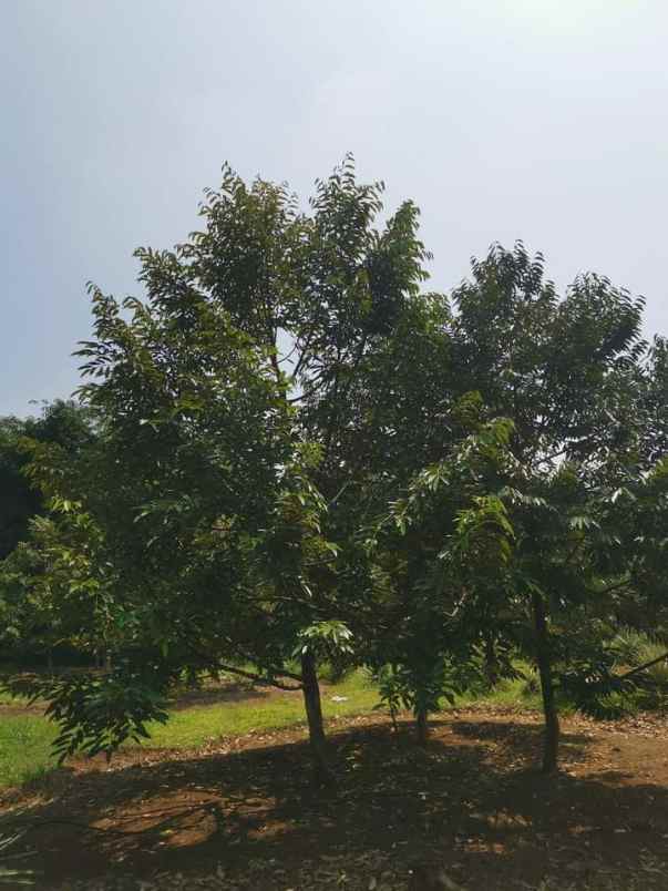 dijual tanah desa sipak kec jasinga