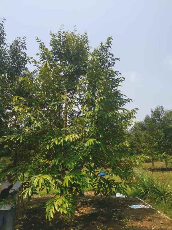 dijual tanah desa sipak kec jasinga