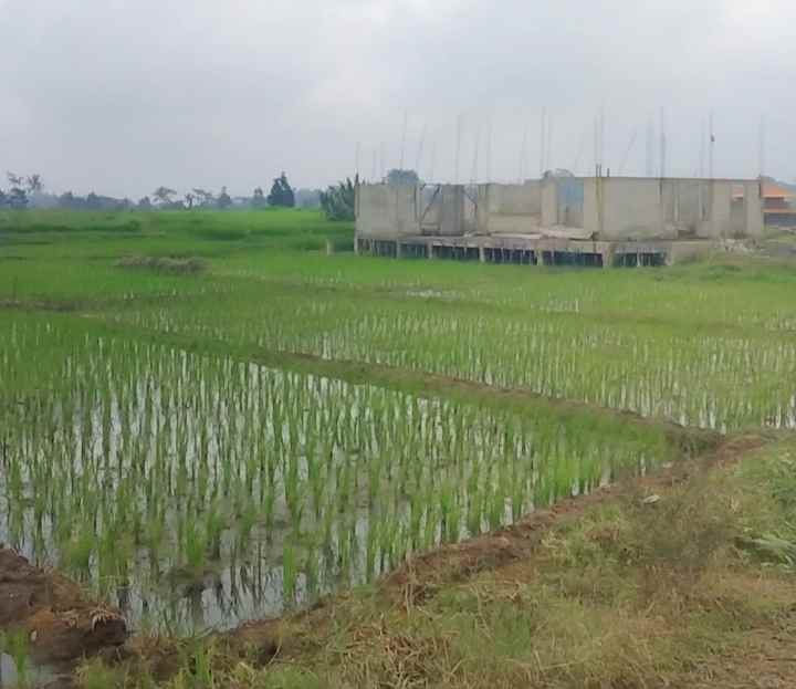 dijual tanah di tanami padi view gunung