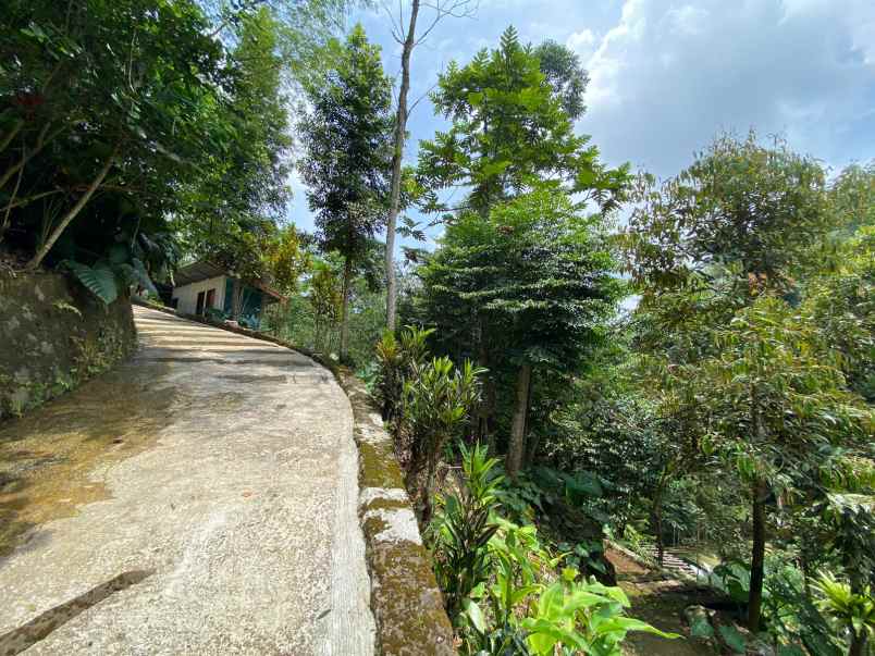 dijual tanah kebun lokasi cibedug ciawi jawa barat