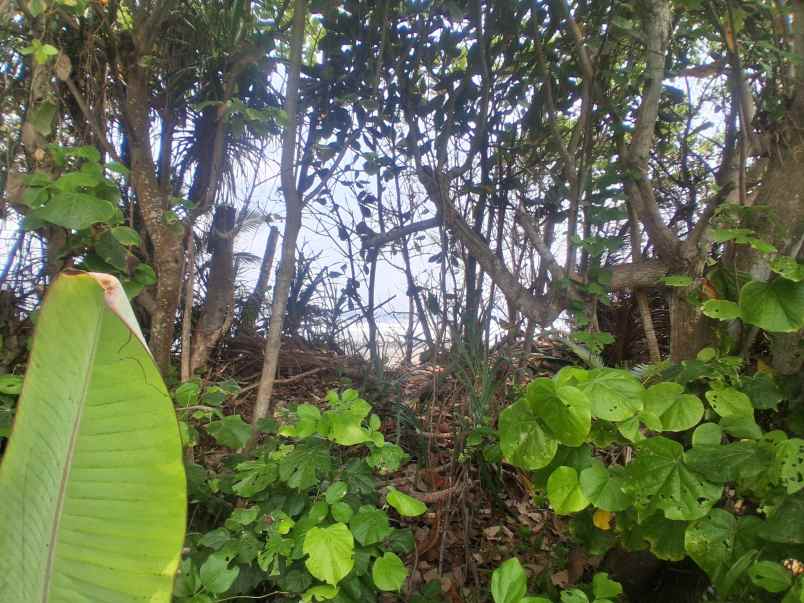 dijual tanah komersial jalan nasional tabanan bali