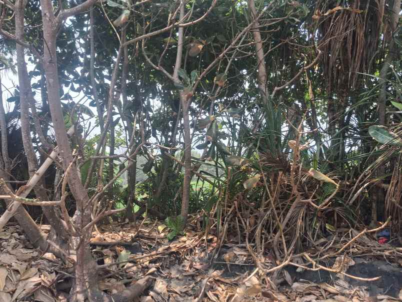 dijual tanah komersial jalan nasional tabanan bali