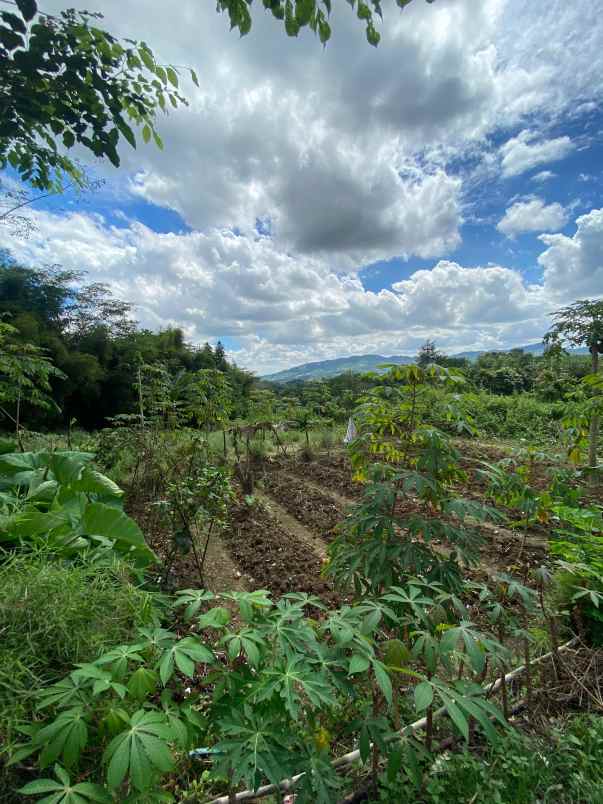 dijual tanah pabuaran sukamakmur