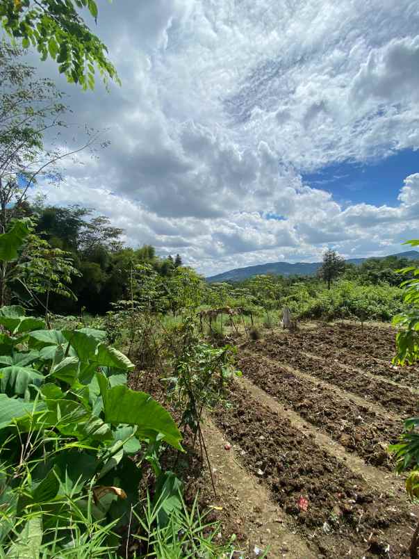 dijual tanah pabuaran sukamakmur