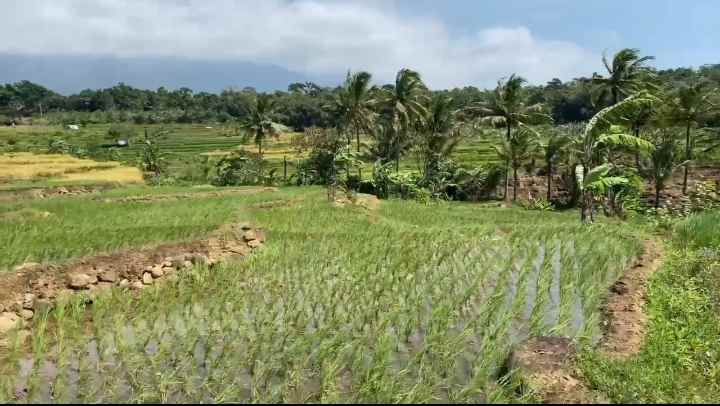 dijual tanah rando bawa kec mandirancan