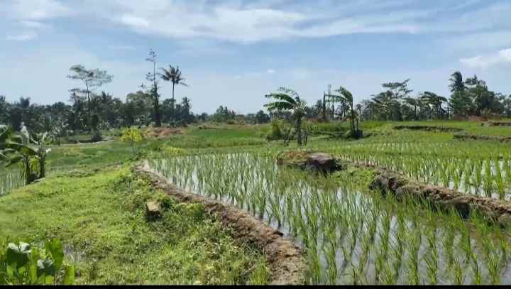 dijual tanah rando bawa kec mandirancan