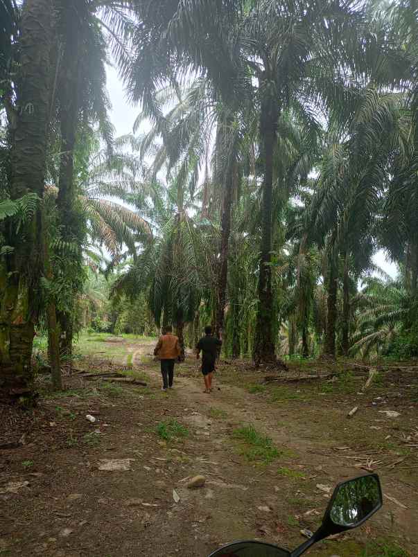 dijual tanah talun kenas