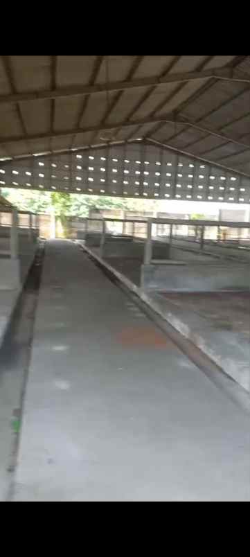 ex kandang sapi siap operasi