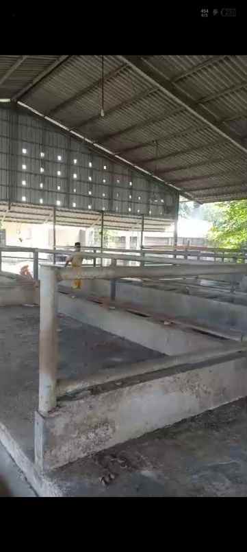 ex kandang sapi siap operasi