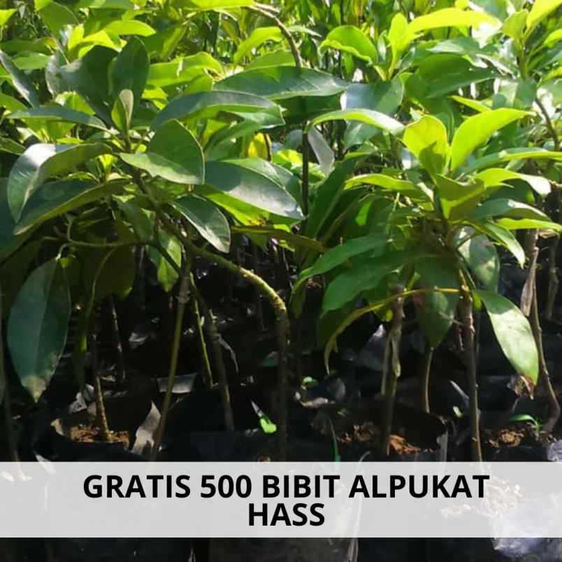 jual kebun alpukat di ciwidey