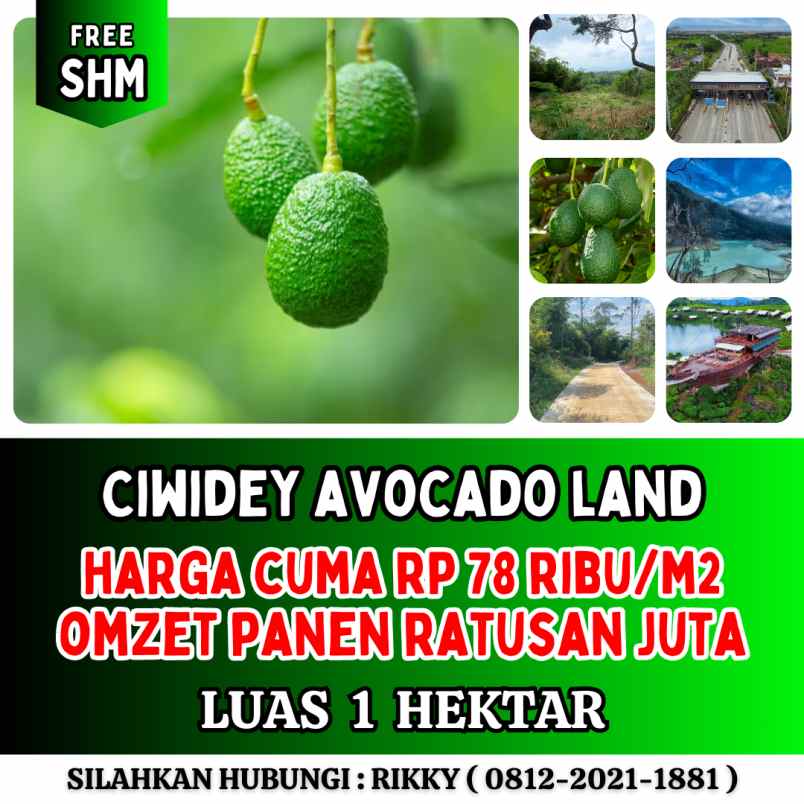 jual kebun alpukat di ciwidey