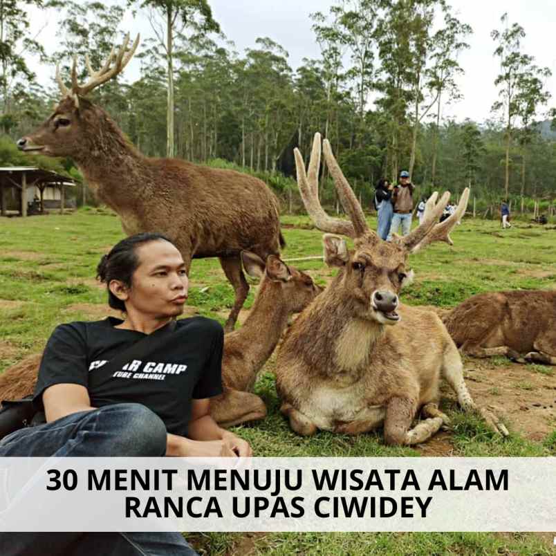 jual kebun alpukat di ciwidey