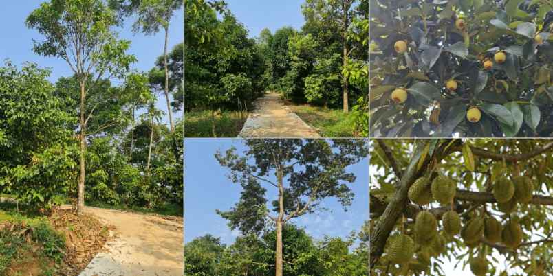 jual kebun duiran di bogor