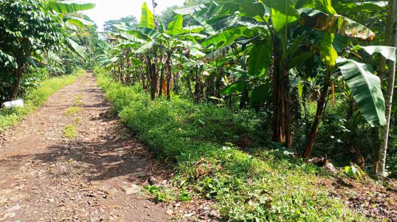 jual tanah kebun lokasi strategis pinggir jl desa
