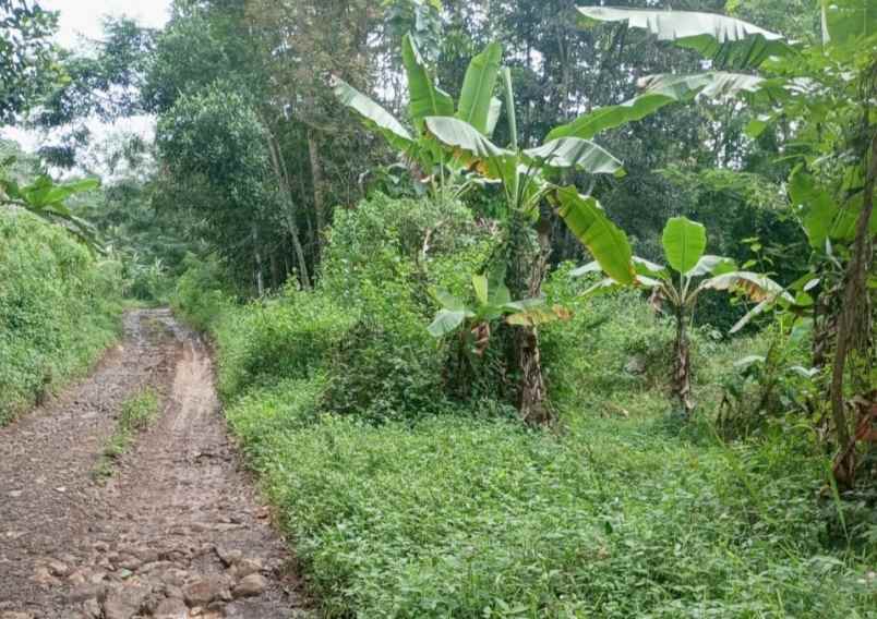 jual tanah kebun lokasi strategis pinggir jl desa