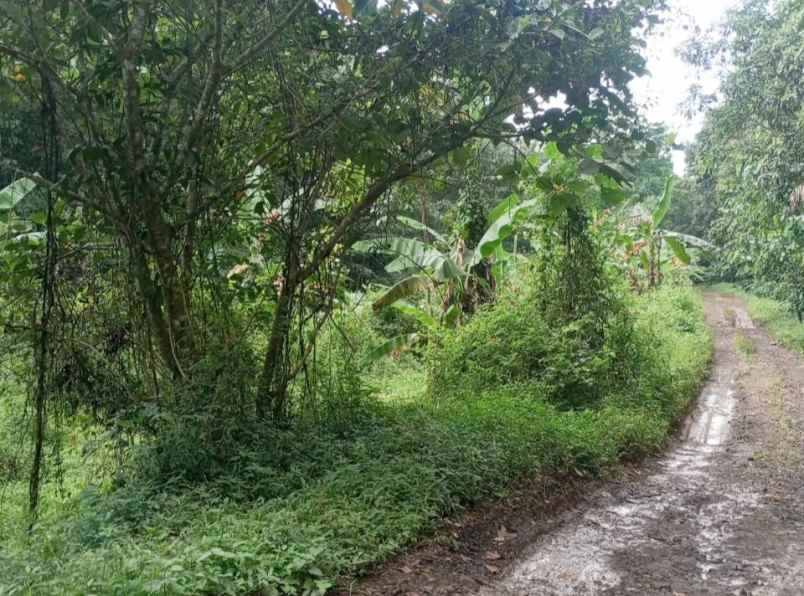 jual tanah kebun lokasi strategis pinggir jl desa