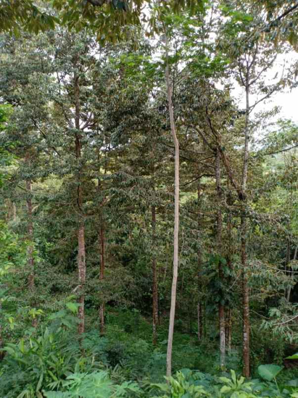 rumah timur kantor kecamatan