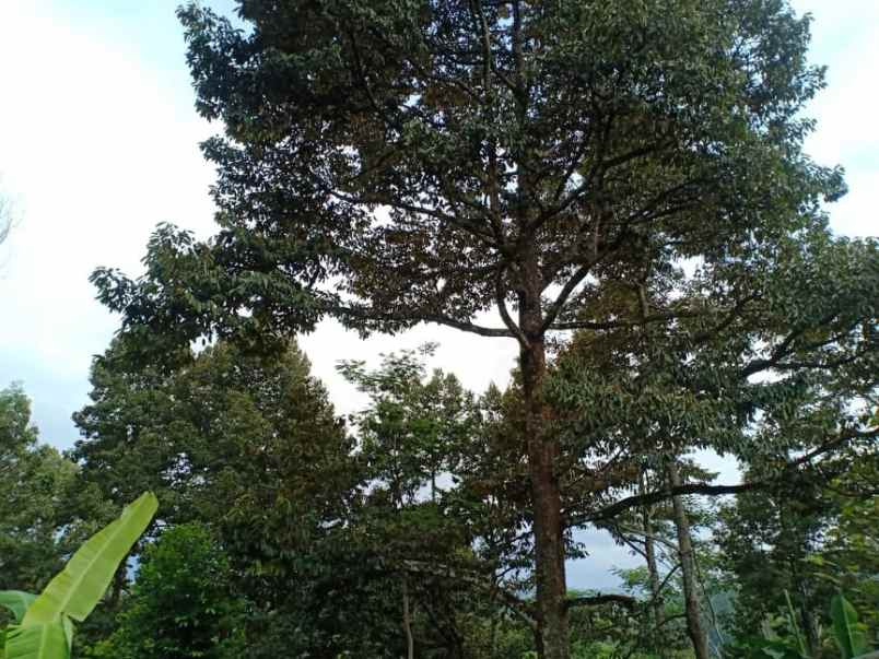 rumah timur kantor kecamatan