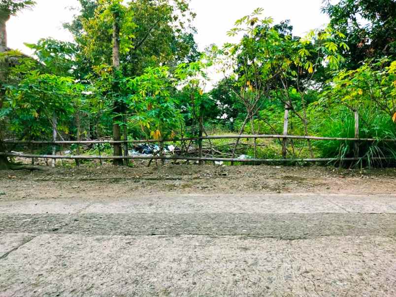 tanah 418m dekat pasar batujamus kedawung sragen