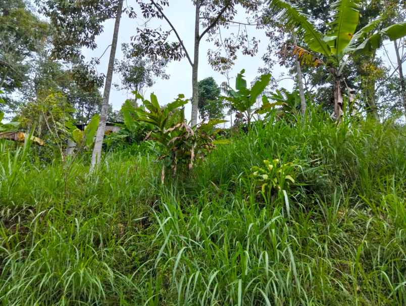 tanah 90 juta udara dingin ngargoyoso