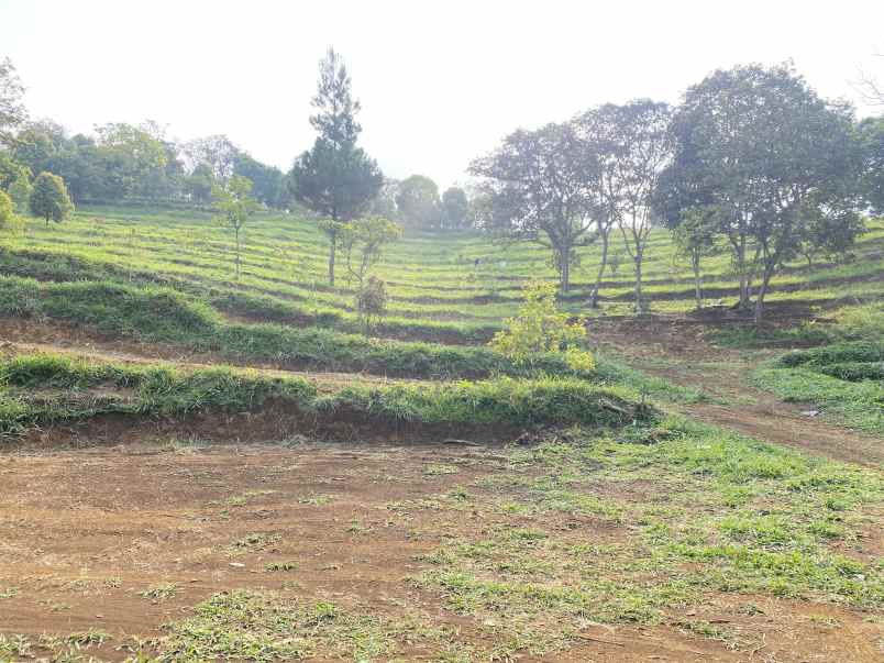 tanah best view cijeruk tanah murah cijeruk bogor
