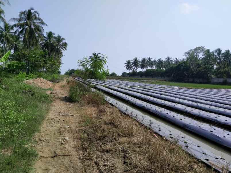 tanah jl raya labuan panimbang