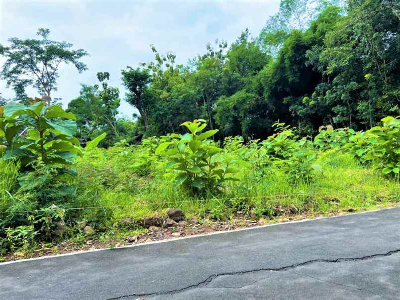 tanah kebun jati 125 juta mojogedang karanganyar