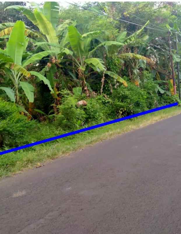 tanah kebun strategis pinggir jl desa