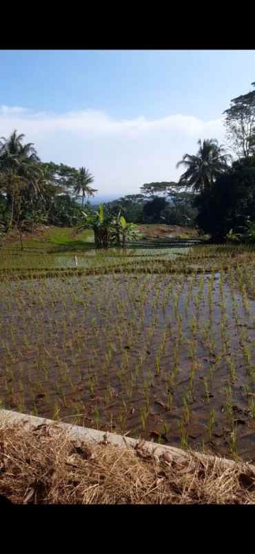 tanah pasawahan kuningan jabar