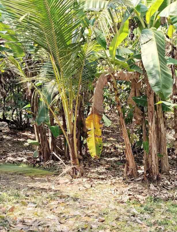 dijual lahan kebun view sawah di desa lumbung