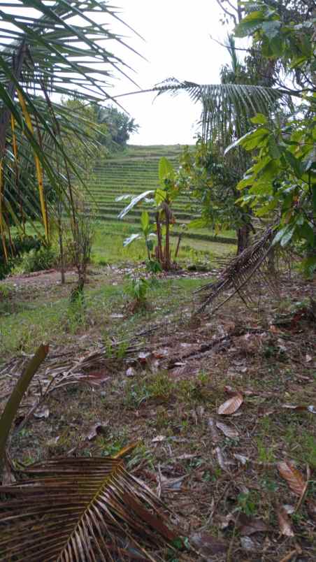 dijual lahan kebun view sawah di desa lumbung