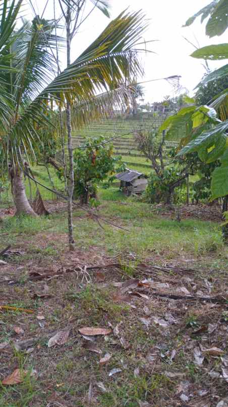 dijual lahan kebun view sawah di desa lumbung