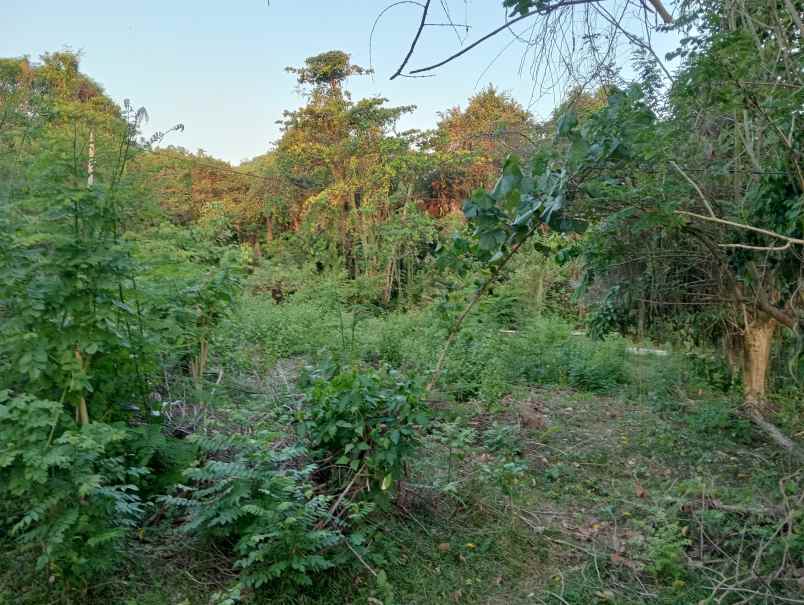 dijual tanah desa antap kec selemadeg