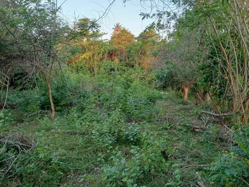 dijual tanah desa antap kec selemadeg