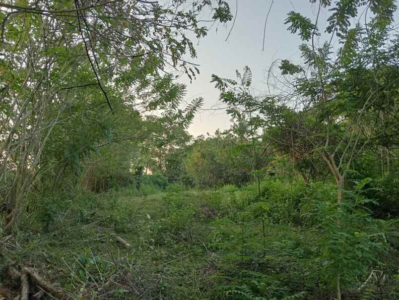 dijual tanah desa antap kec selemadeg