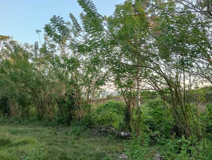 dijual tanah desa antap kec selemadeg