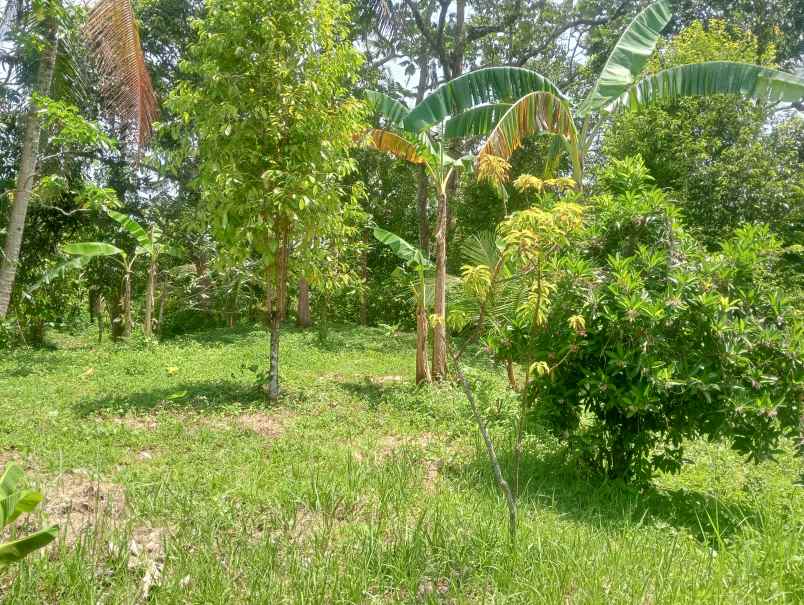 dijual tanah desa antosari kec