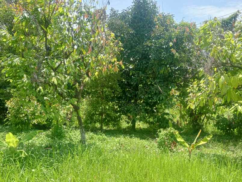 dijual tanah desa antosari kec