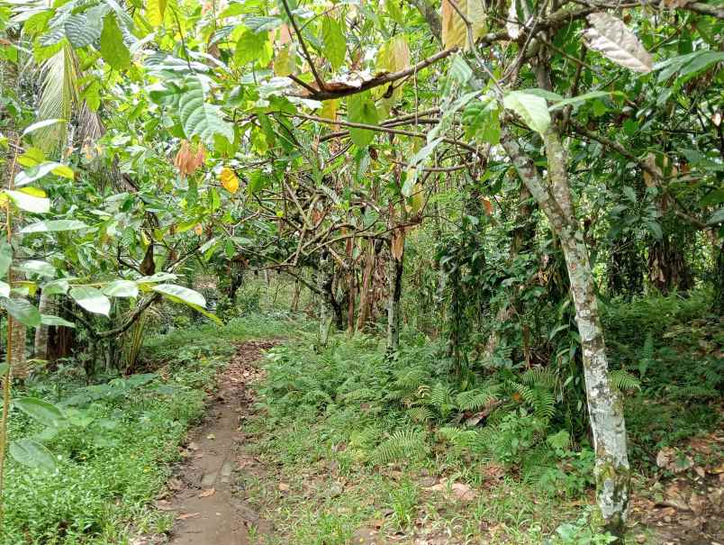 dijual tanah desa antosari kec