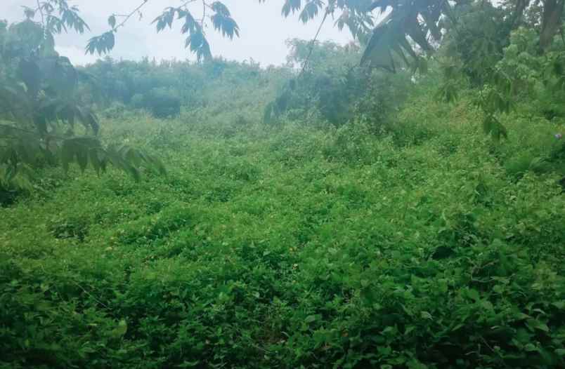 dijual tanah desa bajra kec selemadeg