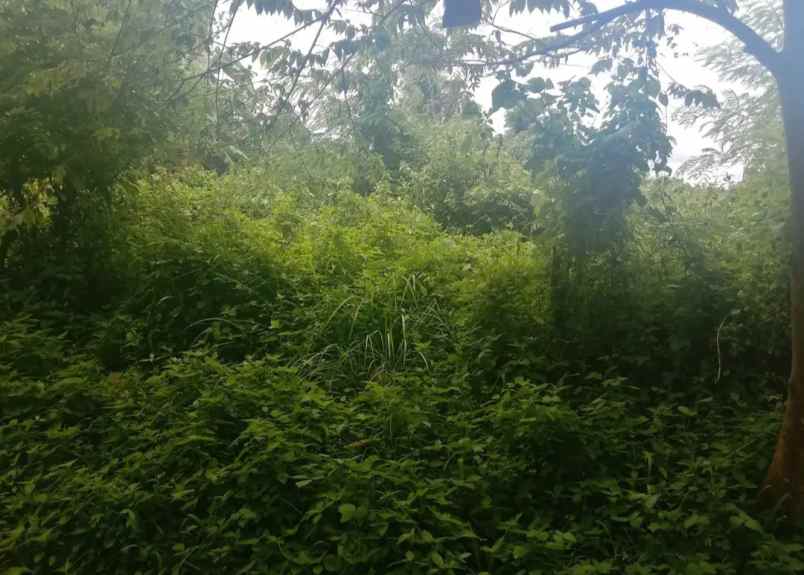 dijual tanah desa bajra kec selemadeg