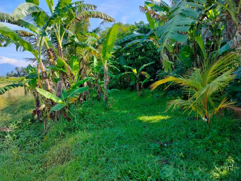 dijual tanah desa batuaji kec