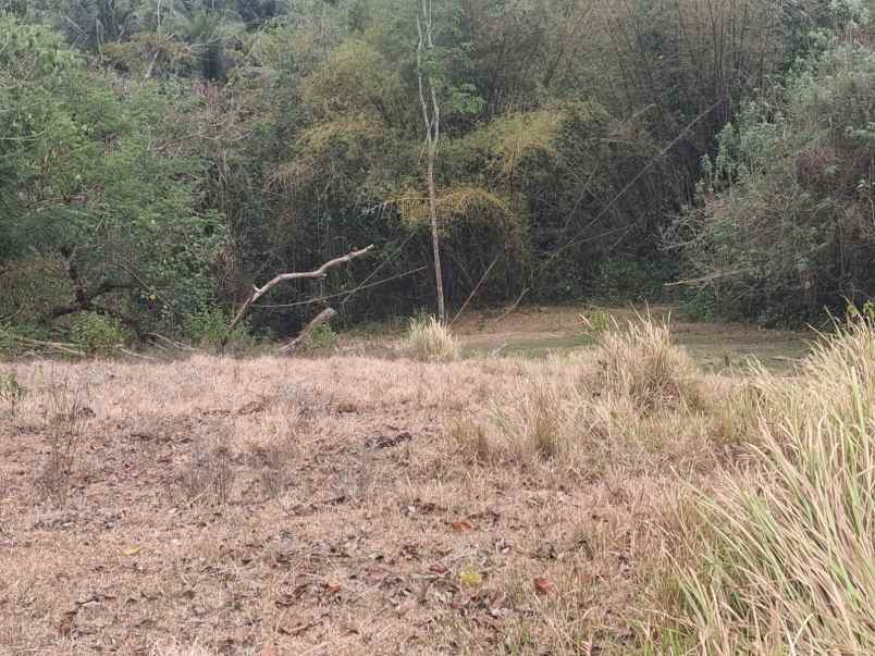 dijual tanah desa bengkel sari