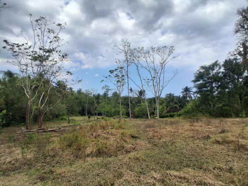 dijual tanah desa bengkel sari