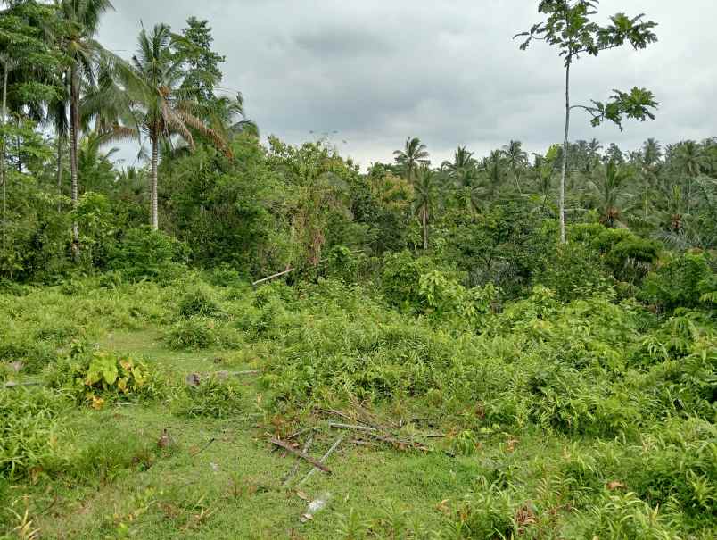 dijual tanah desa gadung sari kec