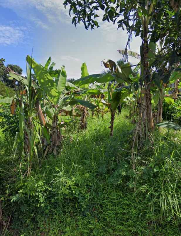 dijual tanah desa lalanglingah kec