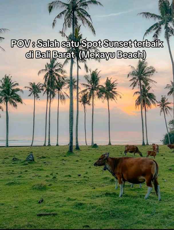 dijual tanah desa lalanglingah kec