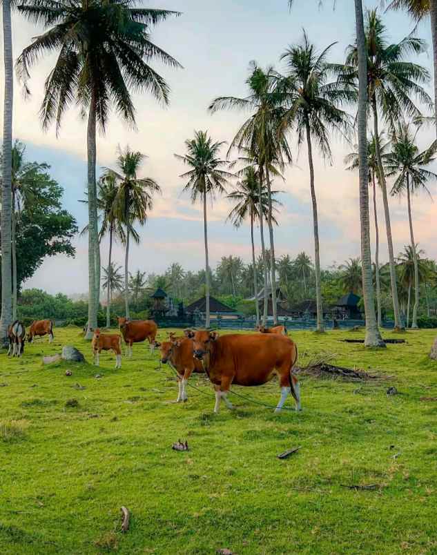 dijual tanah desa lalanglingah kec