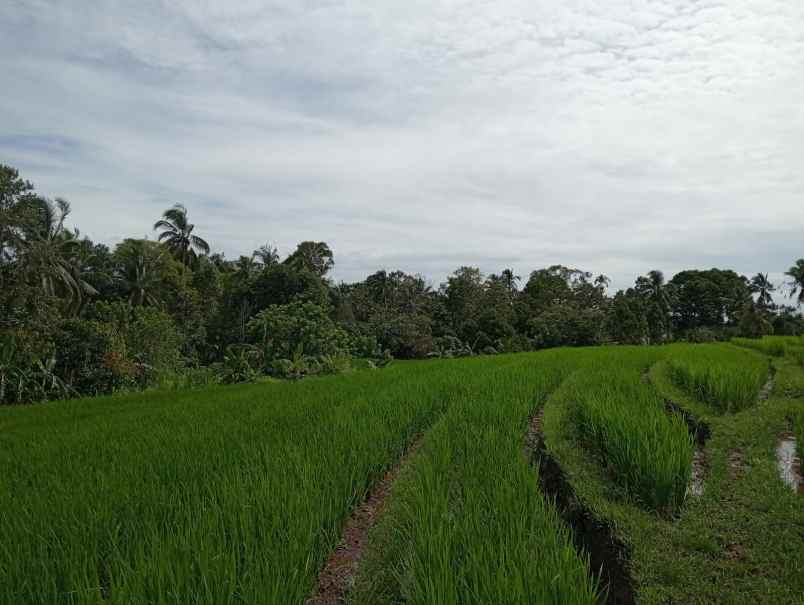 dijual tanah desa lumbung selemadeg