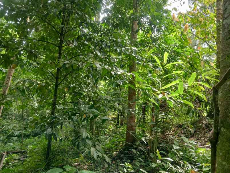 dijual tanah desa lumbung selemadeg